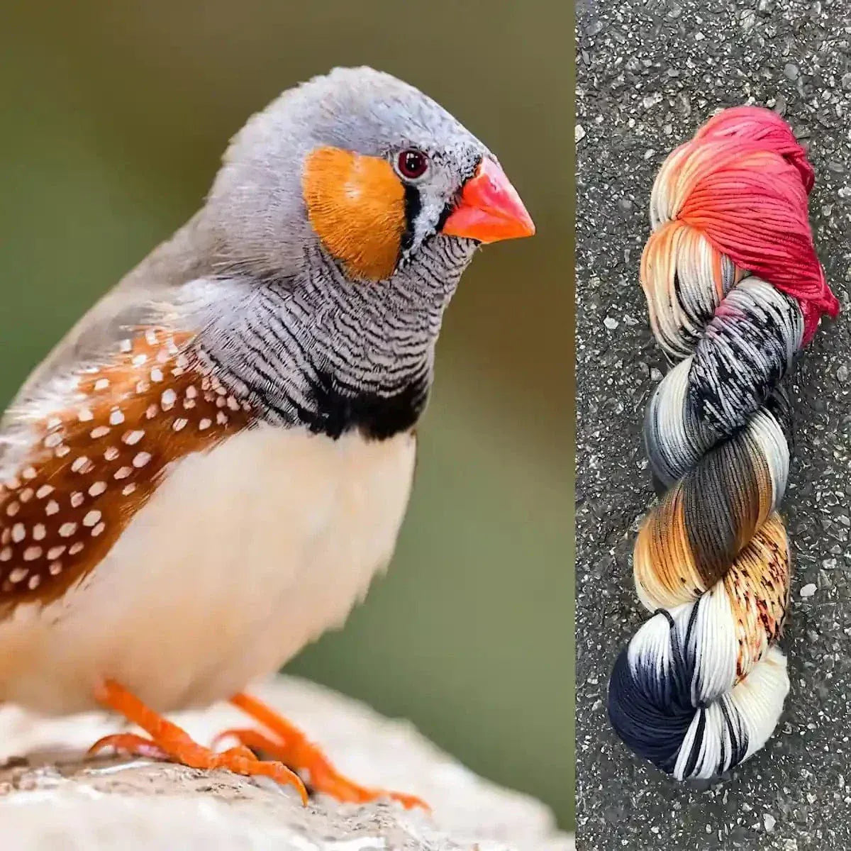 Zebra Finch – Merino/Nylon Alder Fingering Yarn – Round Mountain Fibers